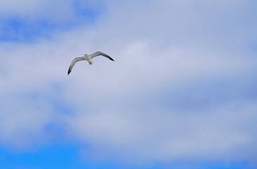 sea gull flying high