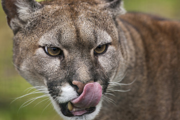 Fototapeta premium Cougar oblizuje nos.