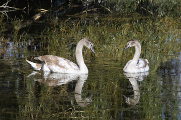 White Swan begins its flight in the sky