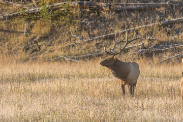 Bull Elk in Meadow