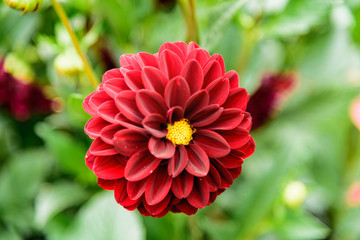 A red dahlia bloom in a garden in Gorky Park, Moscow