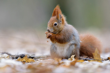 Naklejka na ściany i meble Red squirrel in winter
