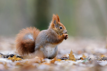 Naklejka na ściany i meble Squirrel nutty picnic