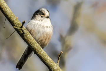 Obraz premium Schwanzmeise (Aegithalos caudatus)