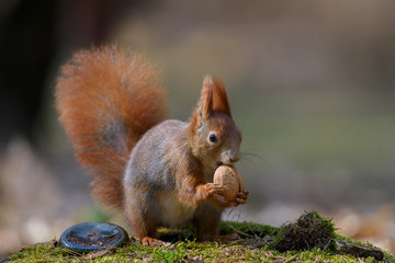 Squirrel with nut on stump