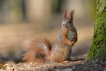 Squirrel with a shell in its mouth