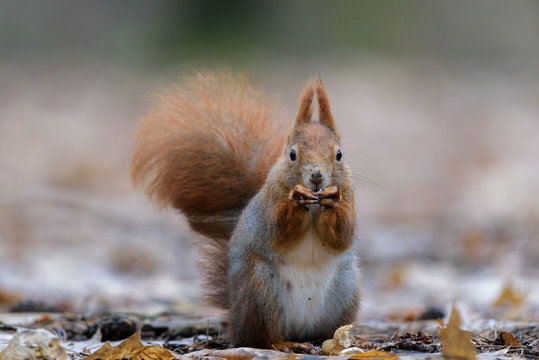 Squirrel portrait in a snack