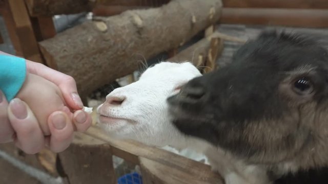 Mother and son fed the animals at the zoo
