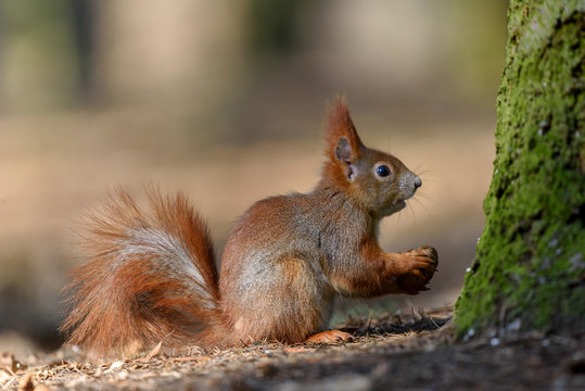 Frightened squirrel in a tree