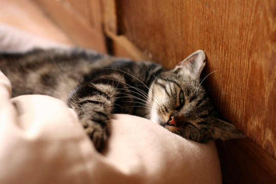 Chat Ne Dormant Que D Un œil Buy This Stock Photo And Explore Similar Images At Adobe Stock Adobe Stock