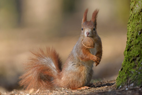 Squirrel with a shell in its mouth