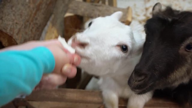 Mother and son fed the animals at the zoo