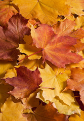 Beautiful autumn leaves background