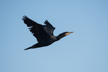 Obraz premium Cormorant, Phalacrocorax carbo