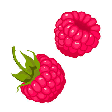 Ripe juicy berries of raspberry. Vector image.