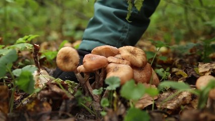 Boy picking mushrooms armillaria in the forest in autumn, fallen yellow leaves lie on the ground

