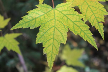 Feuille érable
