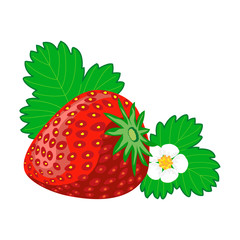 Ripe juicy berries of strawberry with leaves and flowers. Vector image.