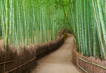 Bamboo forest in Kyoto, japan
