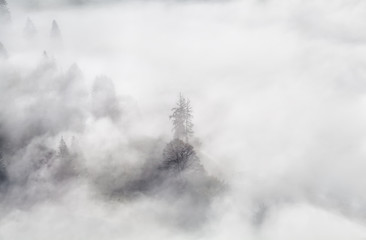 spruce tree in dense fog