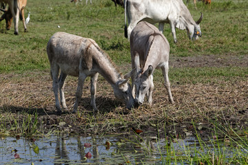 Anes de Provence broutant aux abords de marécage de la montagne Singes Rouges en Guyane française