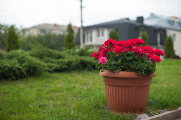 Lovely flowers on the ground
