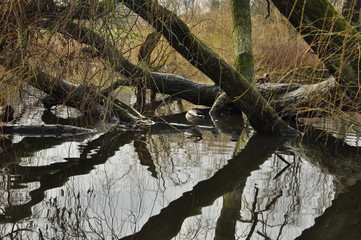 Tree reflections in an Amsterdam pond