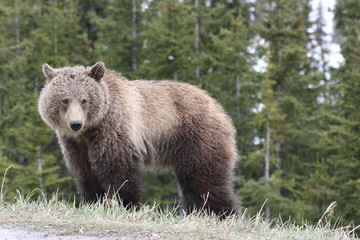 Fototapeta premium Young Grizzly Bear in Canada
