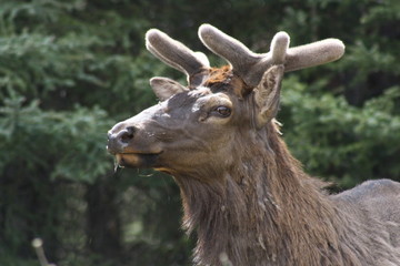 Deer in Banff Nationalpark, Canada
