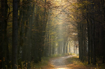Fototapeta premium Road in Autumn forest
