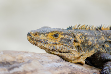 Iguana Común de cola Espinosa