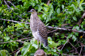 La garza Tigre. Costa Rica