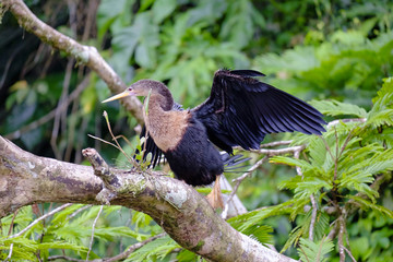 El Anhinga