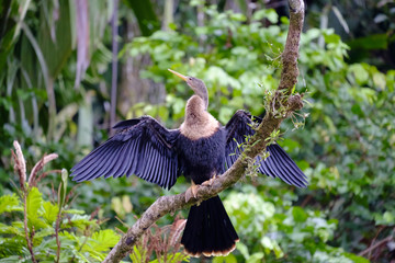 Naklejka premium Pato Aguja Americano. Anhinga