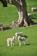 Three Lake District Lambs in a green field