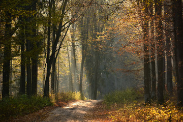 Autumn forest