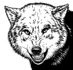 engrave isolated wolf illustration sketch