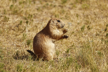 Prairie Dog eating grass
