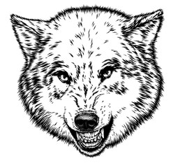 engrave isolated wolf illustration sketch