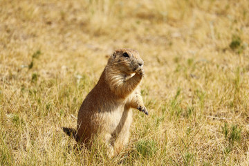 Prairie Dog eating grass