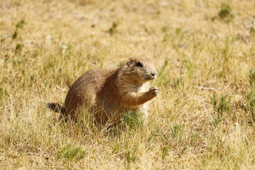 Prairie Dog eating grass