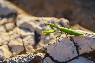Praying mantison the rocks
