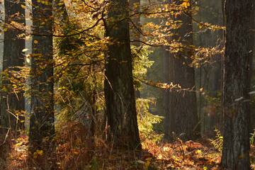 Autumn forest