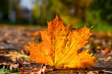 maple leaves
