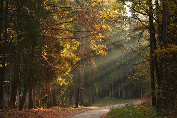 Road in Autumn forest