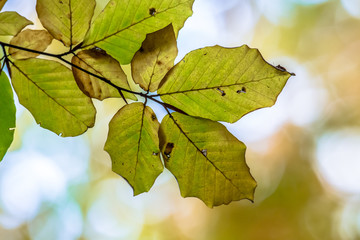 Autumn leaves of European Beech in bright colors