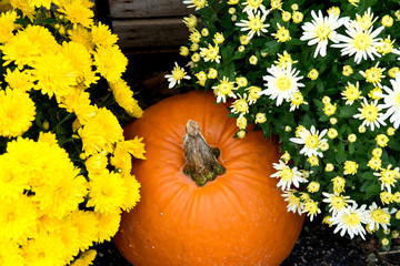 Pumpkin between flowers in store ready for halloween