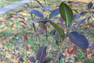 green leaves among withered leaves and grass