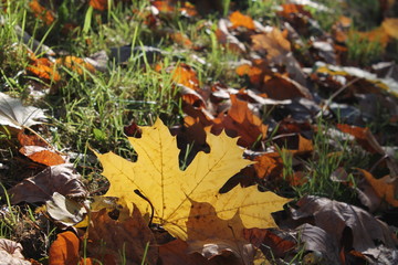 a golden maple leaf among withered leaves and grass