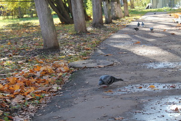 Birds walking in the yard
